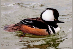 Hoody crnohalno: sve informacije o američkoj patki Hoody crnohalno: sve informacije o američkoj patki